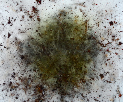 © 2013 Foster Eastman